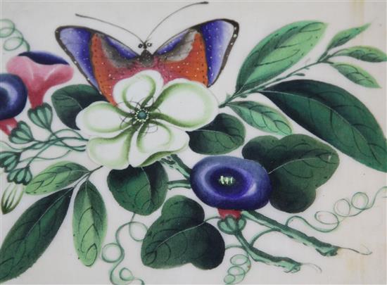 Four Chinese paintings on pith paper, of butterflies and flowers, 19th century, the largest image 22.5 x 15cm